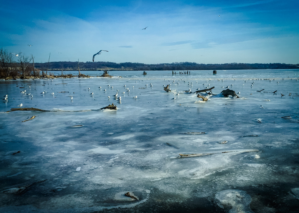 Birds on frozen Old Town waterfront  by jbritt