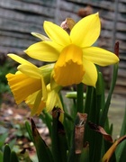 9th Mar 2015 - Mini daffodils.....