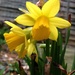 Mini daffodils..... by anne2013