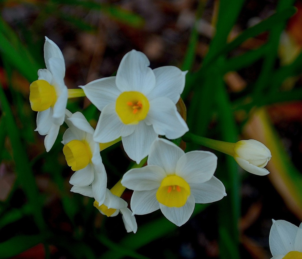 Daffodils, Magnolia Gardens by congaree