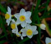 11th Mar 2015 - Daffodils, Magnolia Gardens