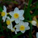 Daffodils, Magnolia Gardens by congaree