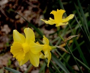11th Mar 2015 - The splendor of daffodils in early Spring, Magnolia Gardens, Charleston, SC