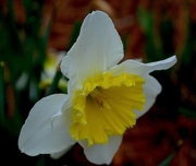 11th Mar 2015 - Daffodil, Magnolia Gardens