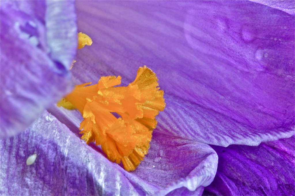 MORE CLOSE FOCUS ON THE CROCUS- TWO by markp