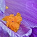 MORE CLOSE FOCUS ON THE CROCUS- TWO by markp