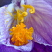 MORE CLOSE FOCUS ON THE CROCUS by markp