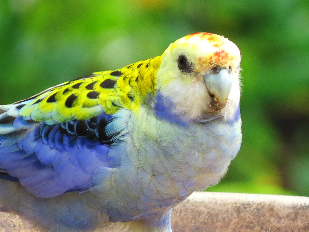Pale Headed Rosella by terryliv