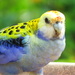 Pale Headed Rosella by terryliv