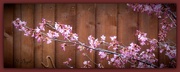11th Mar 2015 - Cherry - blossom 