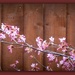 Cherry - blossom  by beryl