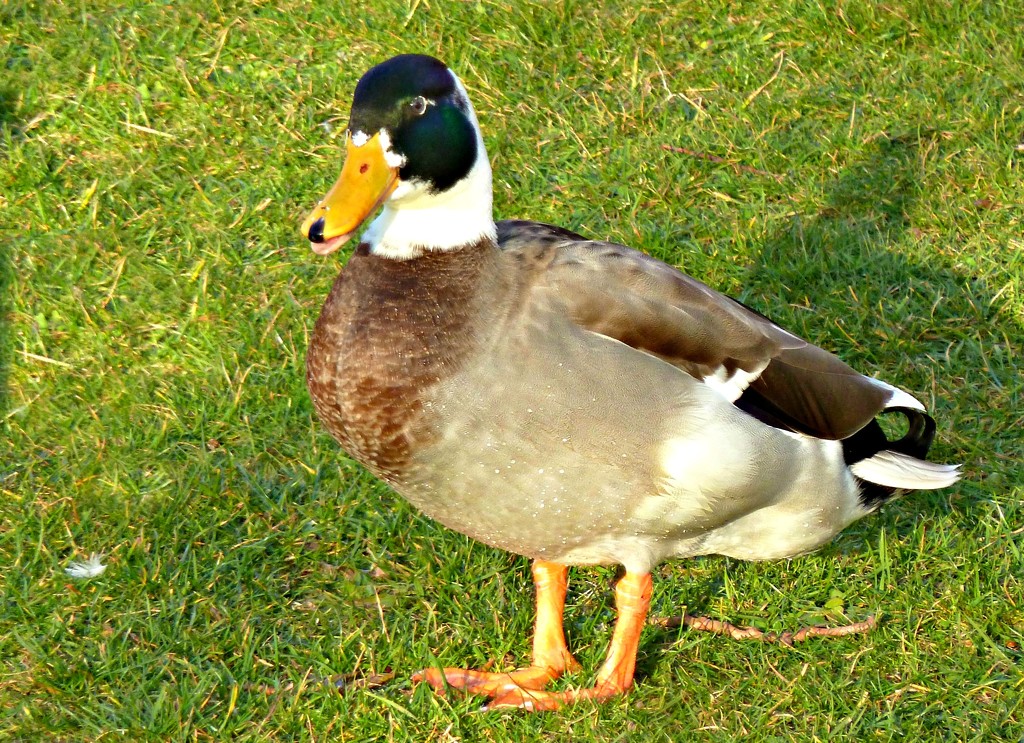 Hello Ducky by wendyfrost