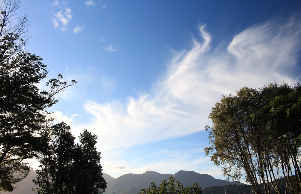 Sky leaves by kiwinanna
