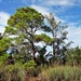 Marsh Pine by soboy5