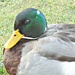 Sitting duck by wendyfrost