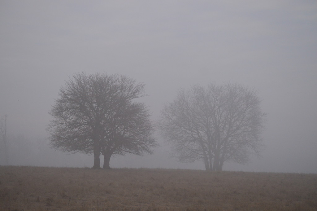 Pair of Trees in the Fog by kareenking