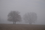 10th Mar 2015 - Pair of Trees in the Fog