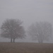 Pair of Trees in the Fog by kareenking