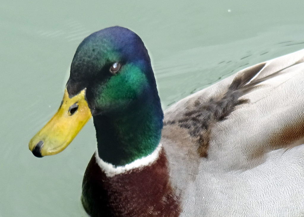 Friendly duck by dmdfday