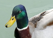 5th Mar 2015 - Friendly duck