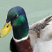 Friendly duck by dmdfday