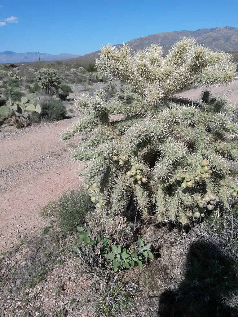 Jumping Cholla by wilkinscd