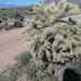 Jumping Cholla by wilkinscd
