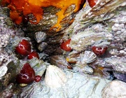 11th Mar 2015 - Beadlet Anemones and Limpets