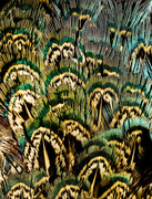 10th Mar 2015 - feathers