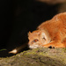 Yellow Mongoose by leonbuys83