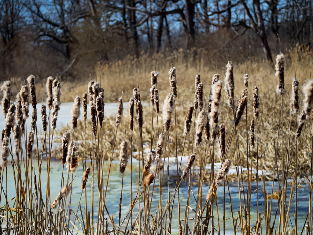 Silent Cattails by rminer