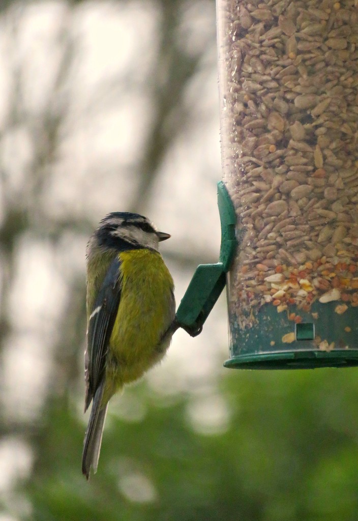 Blue Tit by countrylassie