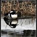 The hooded mergansers are back. by sailingmusic