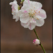 FloweringPeachBlossom _9875 by rontu