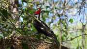 11th Mar 2015 - Woodpecker