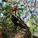 Woodpecker by rickster549