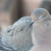 Sleeping Dove by cindymc