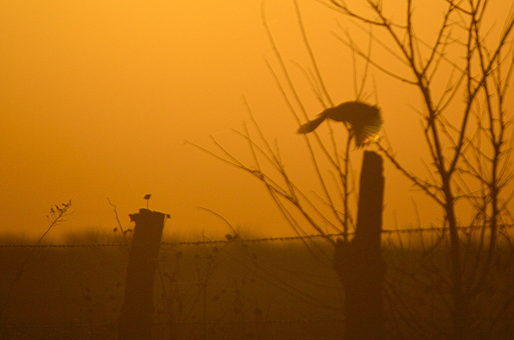 Meadowlark's Wing Touched by the Sun by kareenking