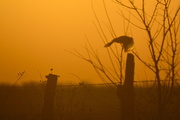 11th Mar 2015 - Meadowlark's Wing Touched by the Sun