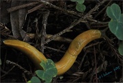 6th Mar 2015 - Banana Slug