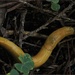 Banana Slug by flygirl