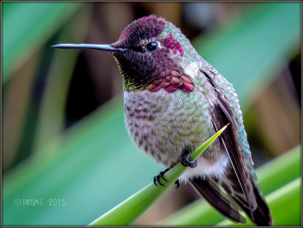 Hummingbird on Yucca by elatedpixie