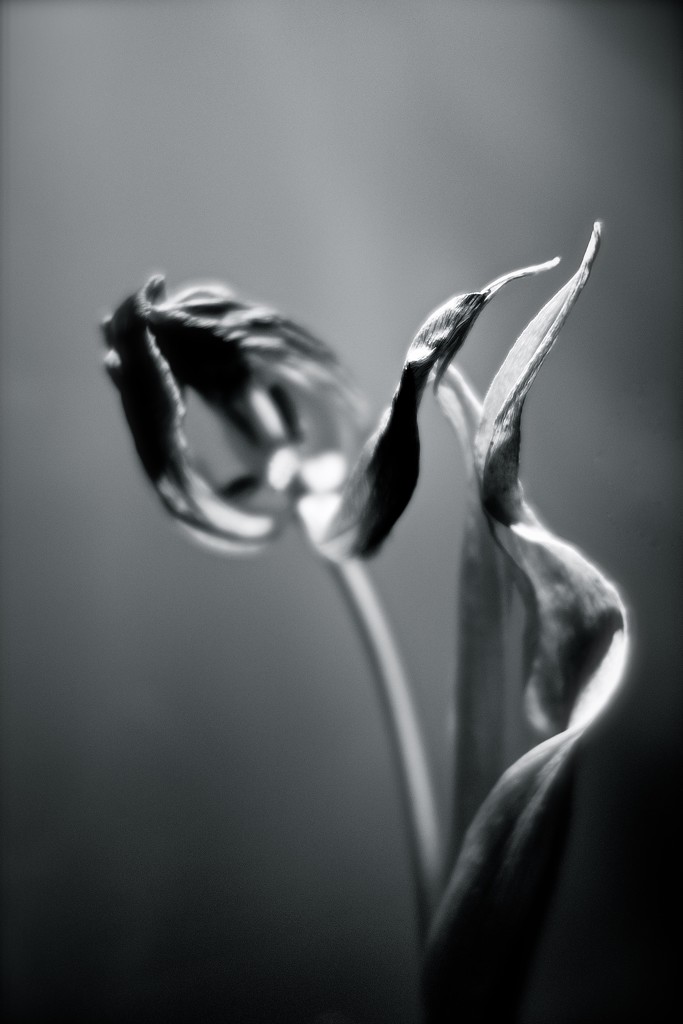 Daguerreotype tulip style by cocobella