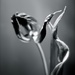Daguerreotype tulip style by cocobella