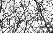 12th Mar 2015 - I SPOTTED A ROBIN, TOO