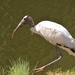 Wood stork by congaree
