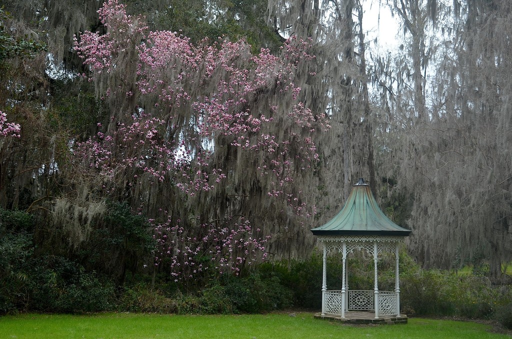 Japanese magnolia, Magnolia Gardens, Charleston, SC by congaree