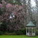Japanese magnolia, Magnolia Gardens, Charleston, SC by congaree
