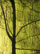 10th Mar 2015 - Sapling shadow on the 'mother' tree.