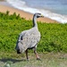 Cape Barren Goose by teodw